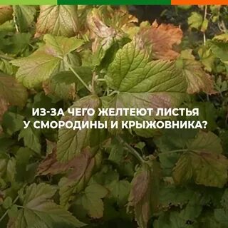 Желтеют листья смородины весной что делать