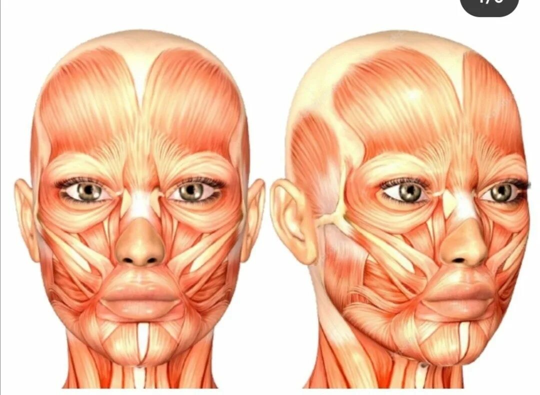 Косметология мышцы. Мышцы лица. Анатомия мышц лица ботулинотерапия. Мимические мышцы анатомия. Мимические мышцы лица анатомия.