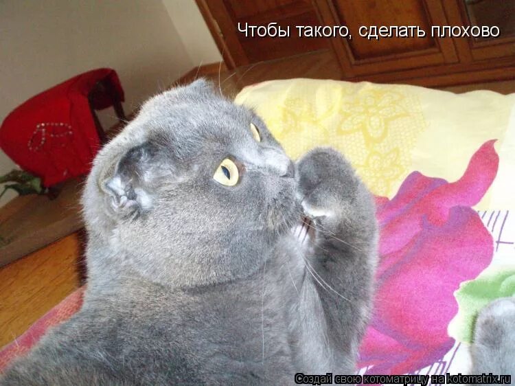 чтоб такого натворить чтоб хотелось повторить. кот мем. натворить. что бы такого натворить чтоб хотелось повторить. чтобы такого.