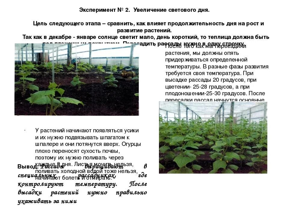 Температура посадки огурцов. Технология посадки огурцов в теплице. Условия теплицы для огурцов. Огурцы в теплице зимой. Зимняя теплица для огурцов.