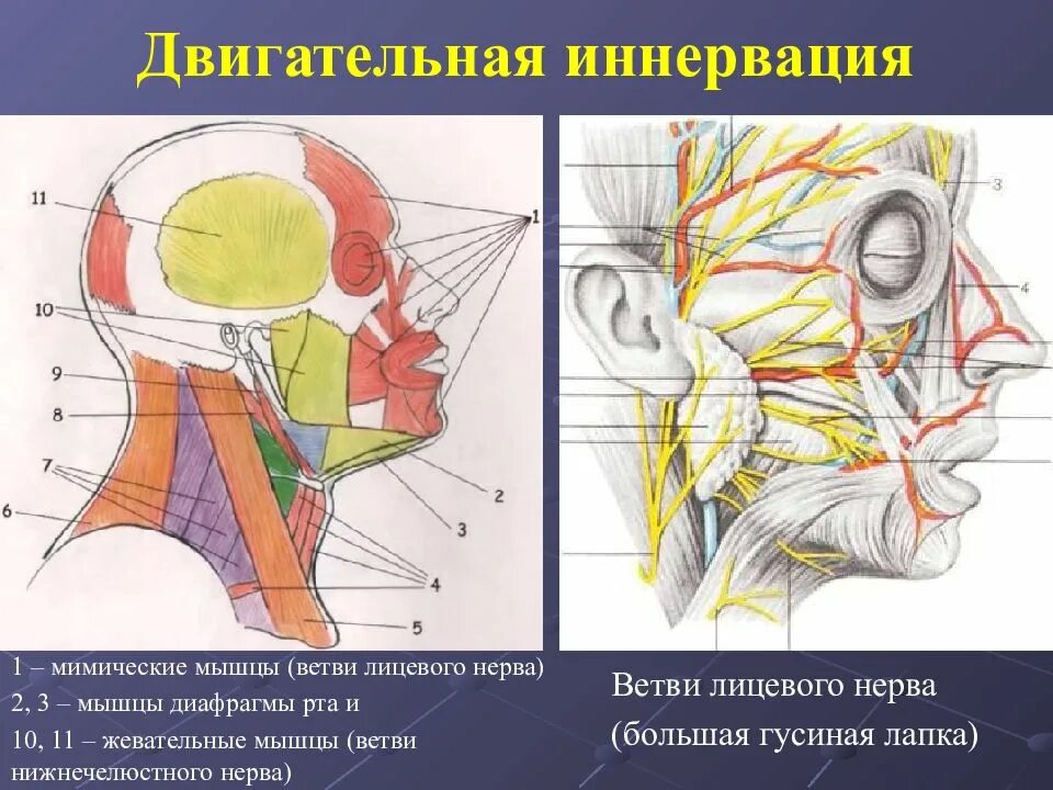 Иннервация мимической мускулатуры. Иннервация мышц свода черепа. Лицевой нерв неврология строение. Иннервация колена. Лицевой нерв иннервирует мышцы лица.
