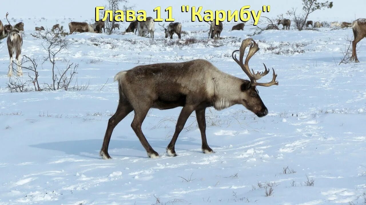 Северный олень карибу. Олень северный лесной сибирский. Северный олень в тундре. Олень новоземельский хмао. Дикий северный олень в тундре.