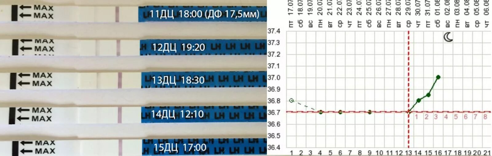 Что значит после овуляции. Тест после зачатия. Тест на беременность после овуляции. Тесты после оплодотворения. Тест на беременность после зачатия.