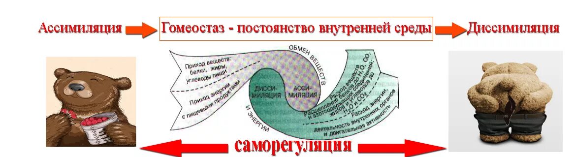 Ассимиляция. Ассимиляция и диссимиляция в биологии. Ассимиляция схема. Взаимосвязь процессов ассимиляции и диссимиляции. Имп ассимиляция читать