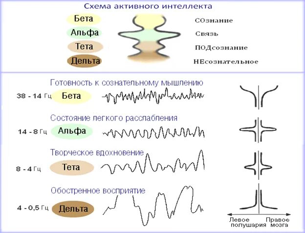 Уровень активности мозга. Альфа бета тета ритмы мозга. Тета Альфа бета Дельта состояние. Волны бета Альфа тета частоты. Состояния мозга Альфа бета Дельта тета.