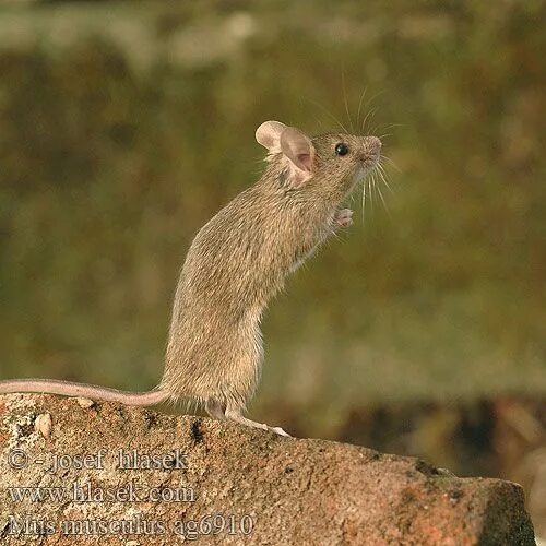 Musculus мышь. Mus musculus домовая мышь. домовая мышь mus musculus linnaeus. домовая мышь mus musculus желтобрюхая. mus musculus (мышь домовая) линия: с57bl6.