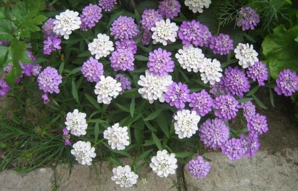 Иберис вечнозеленый многолетний. Иберис цветок. Цветы иберис зонтичный. Иберис зонтичный. Иберис зонтичный выращивание из семян.