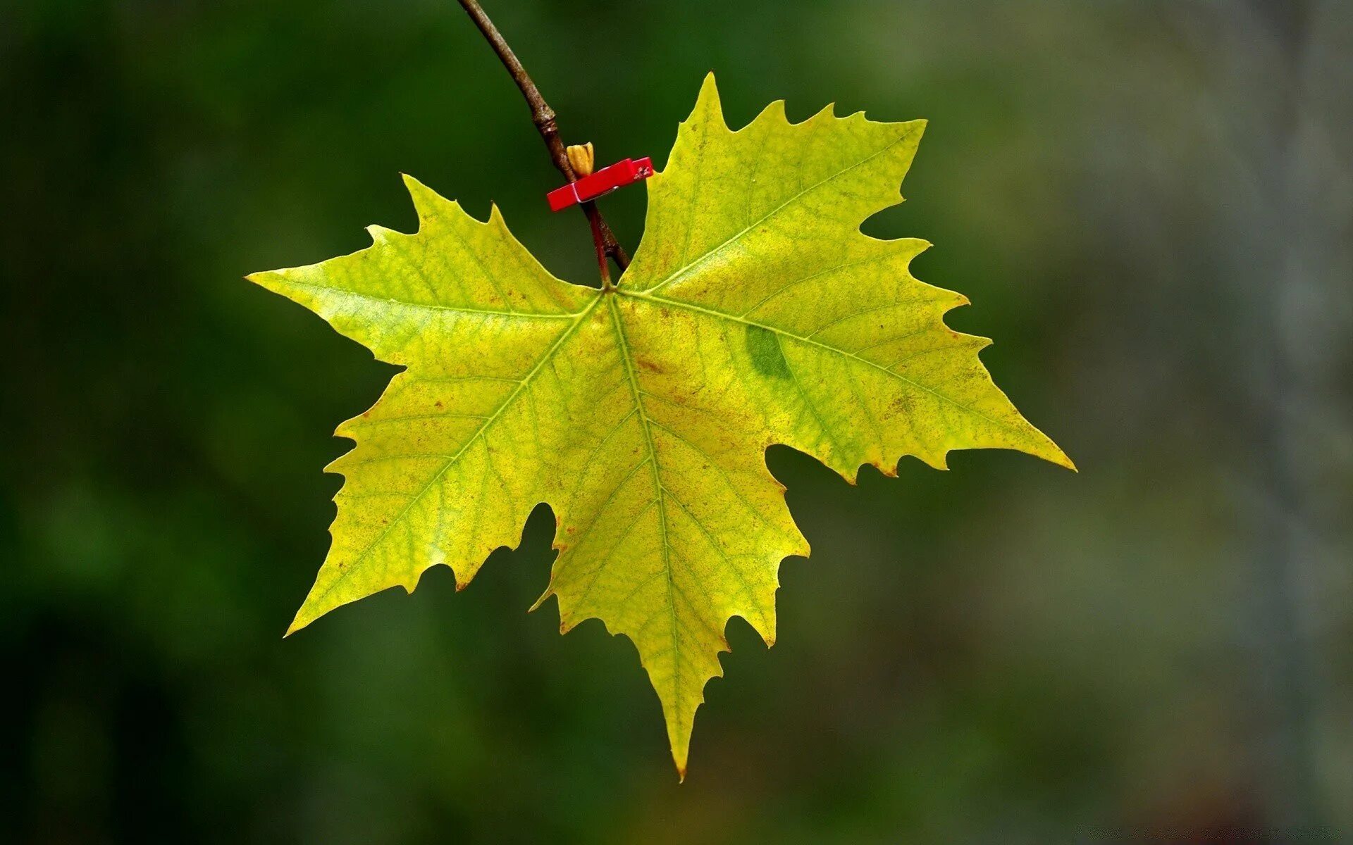 Лист канадского клена. Осенний кленовый лист. Клен и лист клена. Канадский кленовый лист. Maple кленовый лист.