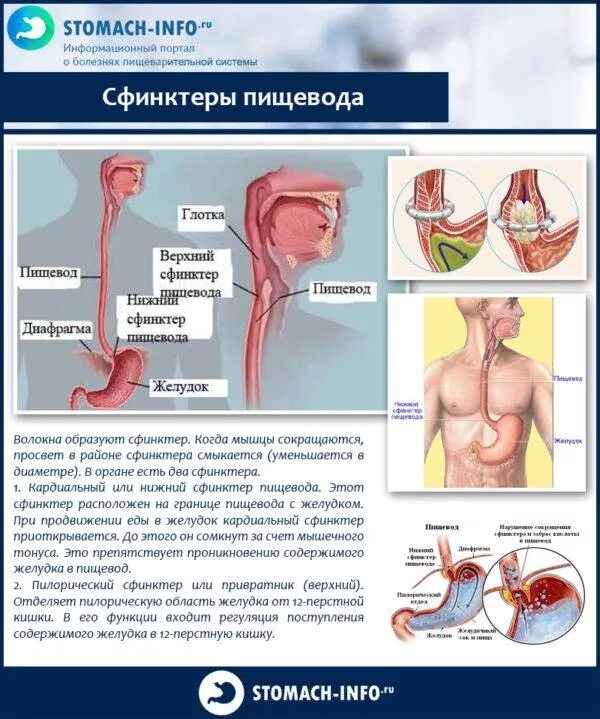 Болит пищевод причина. Сфинктер желудка и пищевода. Пищеводно желудочный сфинктер.