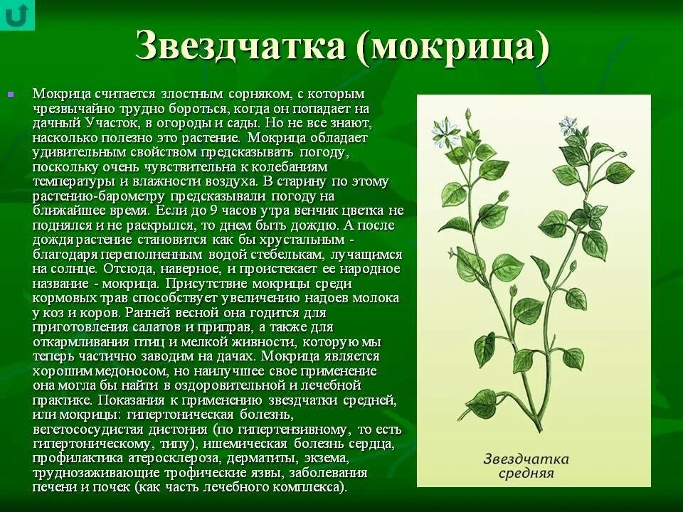 А также нашли применение в. Мокрица звездчатка. Целебные травы мокрица. Мокрица аптечная звездчатка аптечная. Звездчатка средняя мокрица.