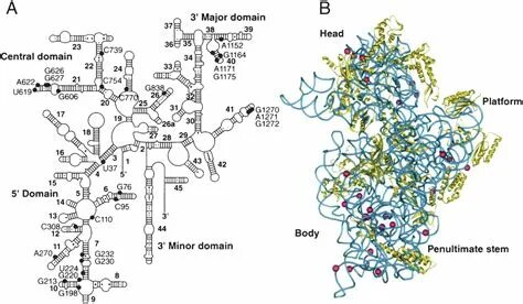 Google domains. G domain. Google ads. G domain. Бета аррестин.