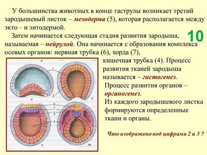 Ткань эмбриона