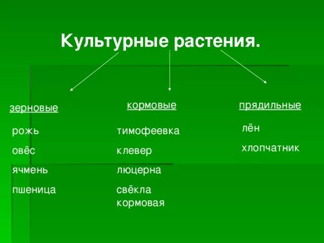 Прядильные культурные растения. Кормовые культурные растения. Прядильные и зерновые растения. Прядильные кормовые культурные растения. Распределите культурные растения по группам