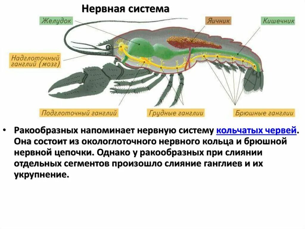 Нервная система ракообразных. Нервная система система ракообразных. Нервная цепочка ракообразных. Строение нервной системы ракообразных.