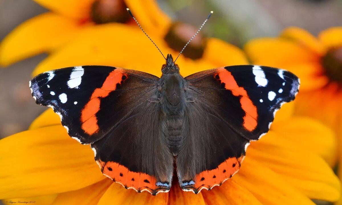 Бабочка Адмирал. Адмирал (бабочка) Нимфалиды. Vanessa Atalanta бабочка. Адмирал (Vanessa Atalanta). Какие бабочки адмирал