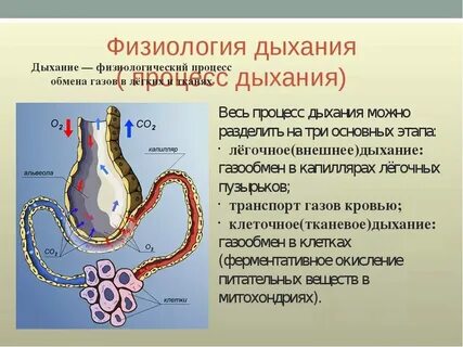 В какой ткани происходит газообмен