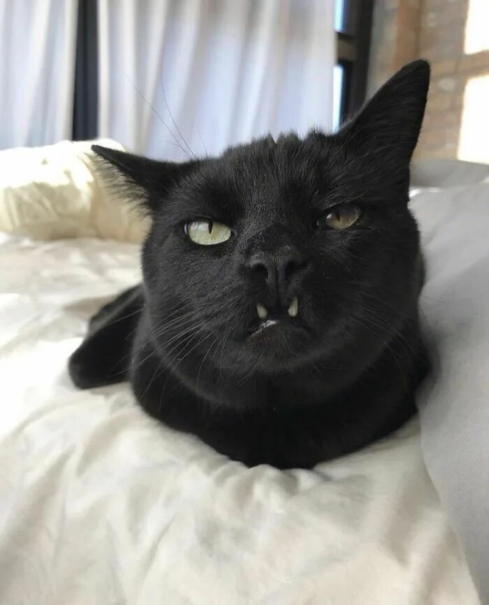 Кот с клыками мем. Kot s klykami. черный кот с клыками. кот с большими клыками.