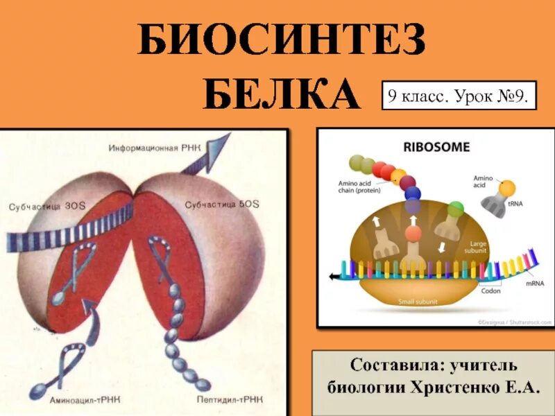 Егэ биология задачи на биосинтез. Биосинтез белка презентация. Биосинтез белка картинки. Биосинтез белка 9 класс. Биосинтез белка 9 класс презентация.