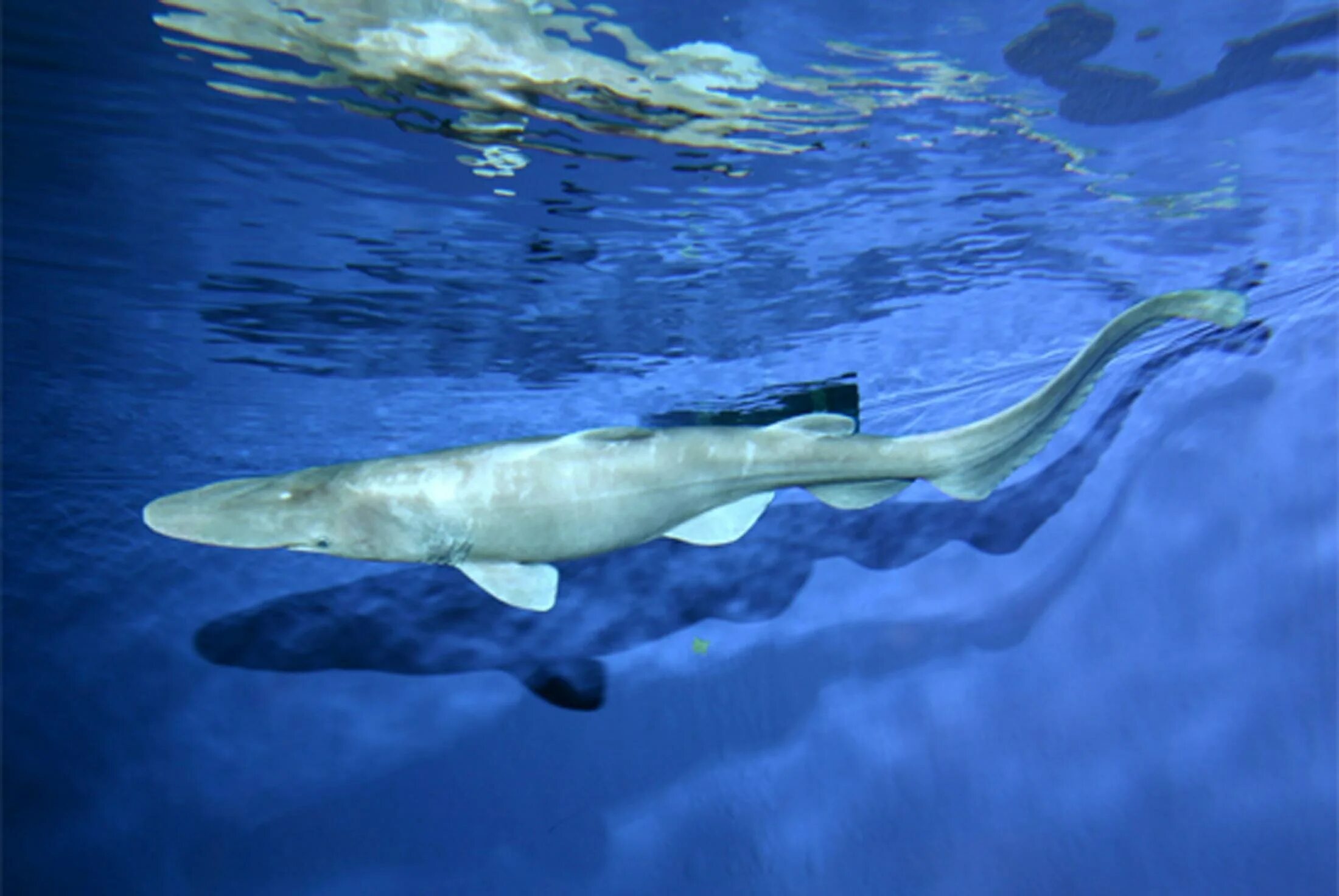 Глубоководная акула. Акула-Домовой или акула-Гоблин.