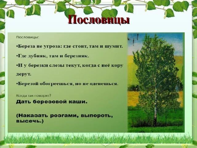 Березка содержание. Поговорки о Березе. Пословицы и поговорки о Березе. Пословицы о Березе. Пословицы и загадки про березу.