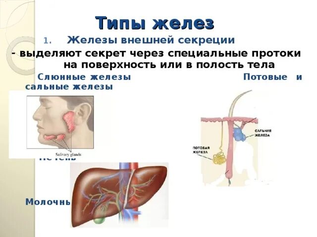 Какие железы выделяют свои секреты в кровь. Молочные железы внешней секреции. Печень железа внешней секреции. Слюнные железы внешней секреции. Сальная железа Тип секреции.