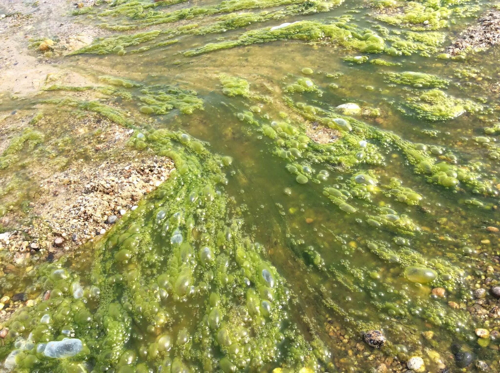 Ил в озерах. Байкал водоросли спирогиры. Спирогира на Байкале. Водорослями спирогира озеро Байкал.