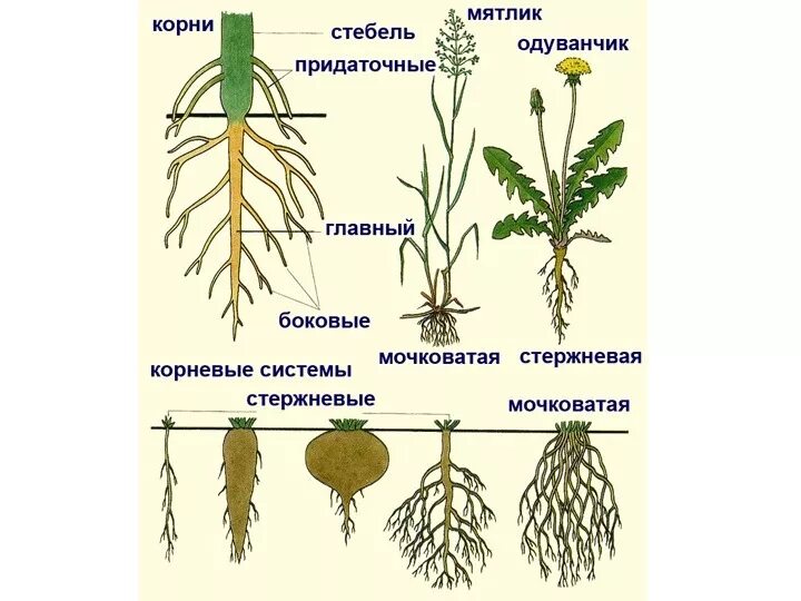 Какие корни образуются на стеблях и листьях. Корни растений типы. Корневая система растений схема. Типы корневых систем у растений.