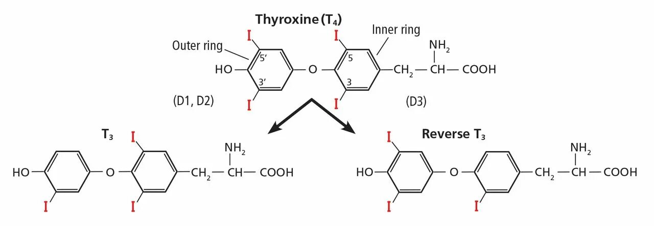 Тироксин структура. Дейодирование тироксина. Схема синтеза тироксина. Reverse t3 (rt3). T 3 page