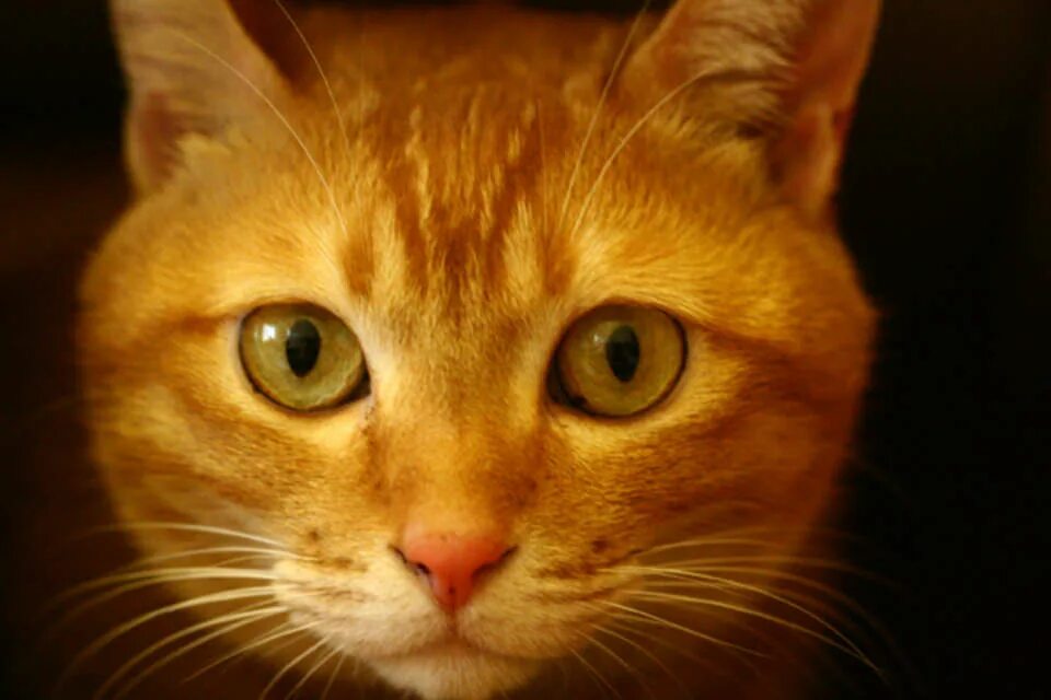 желтый кот. ярко жёлтые коты. покраска котика. желтый кот. европейская короткошерстная кошка.