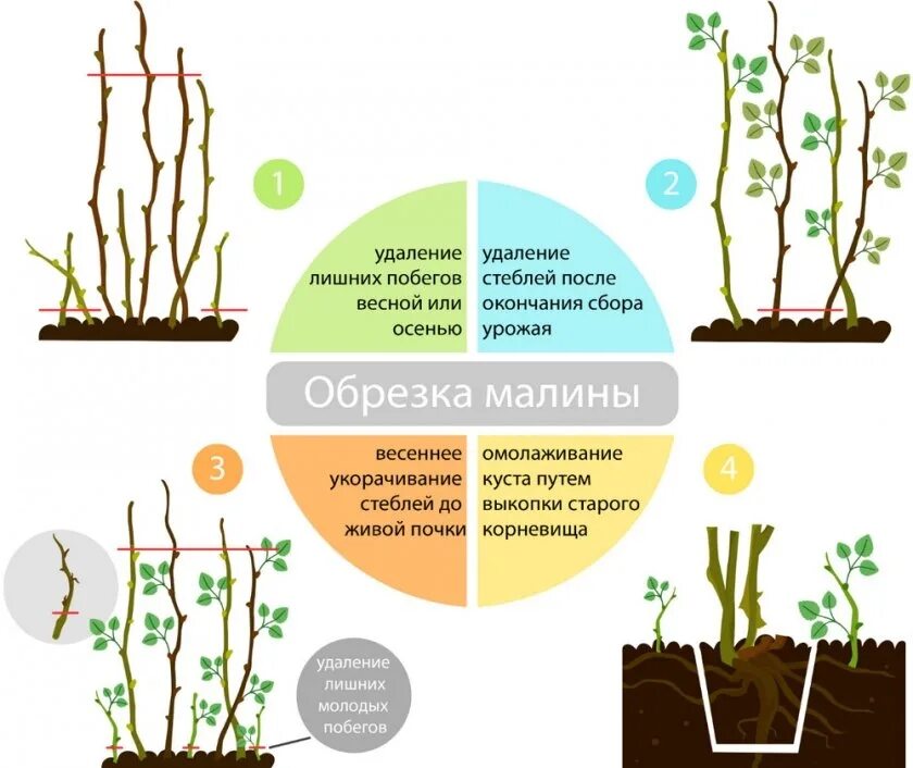 Обрезка ремонтантной малины. Обрезка ремонтантной малины осенью схема. Обрезать ремонтантную малину. Летняя обрезка ремонтантной малины. Летняя обрезка ремонтантной малины.