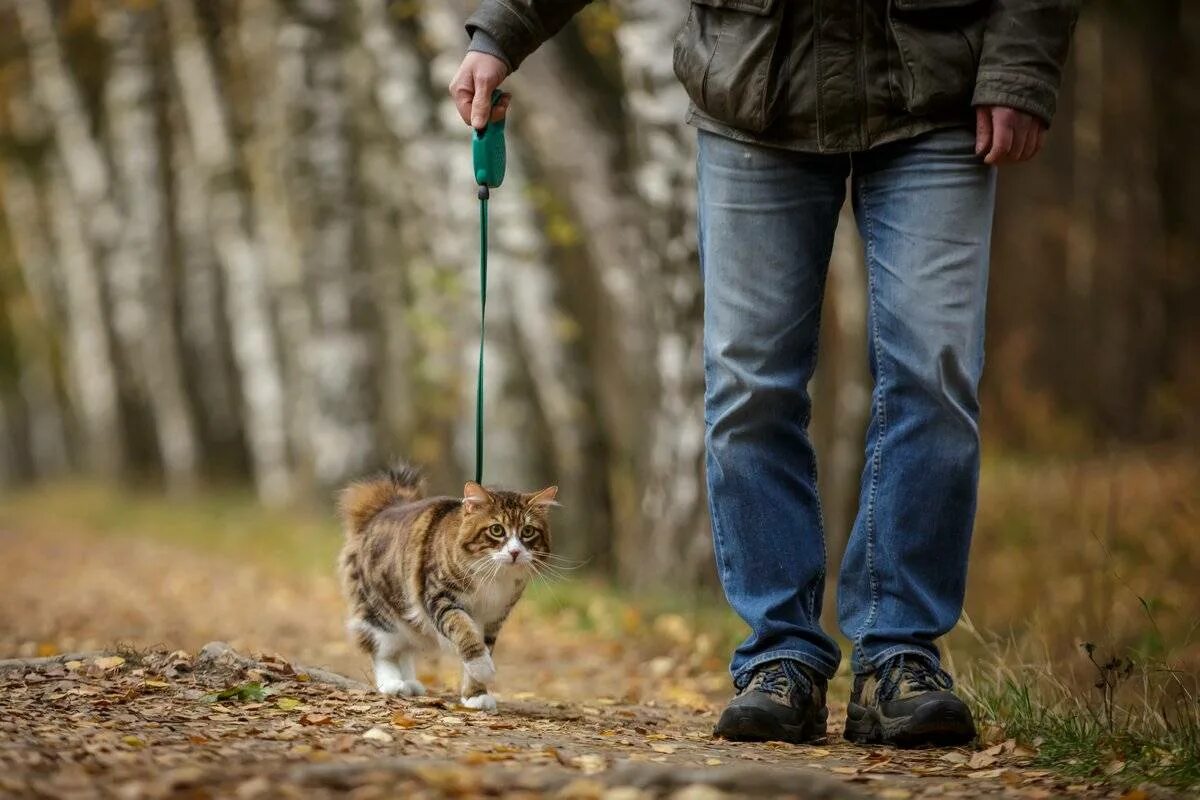 Кошка на прогулке. Поводок для кошек. Кошка гуляет на поводке. Выгул для кошек.