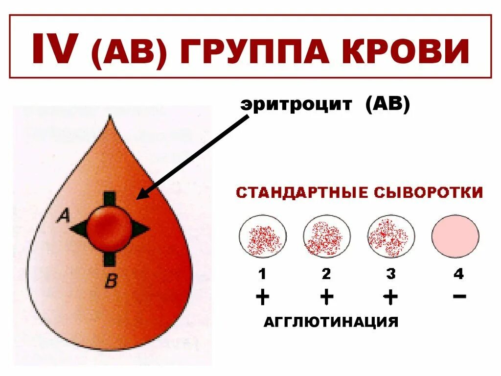 Группа крови х. Аб 4 группа крови. Группа крови ab IV отрицательная. Антигены 4 группы крови. Группа крови аб 4 положительная.