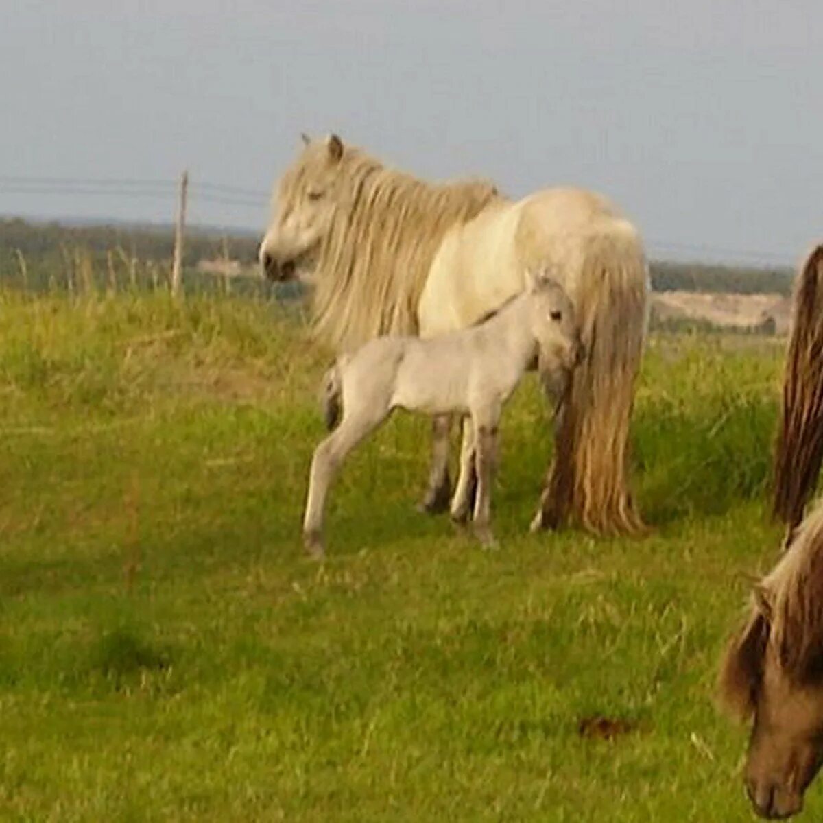 Кузомень Дикие лошади. Дикие лошади в Мурманской области. Дикие лошади в Мурманской области Кузомень. Лошадиная семья.