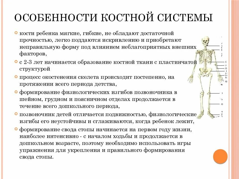 Особенности костно мышечной системы у детей