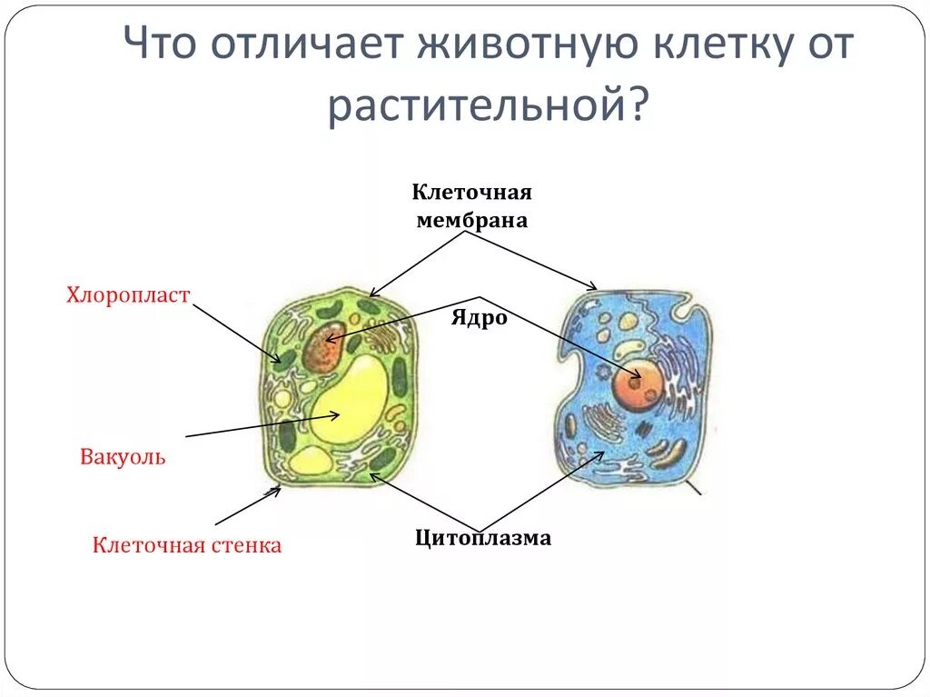 Растительная отличается от животной. Чем отличается клетка животного от клетки растения. Чем отличается клетка животного от растительной клетки. Отличие клеток растений от клеток животных. Отличие клетки животного от клетки растения.