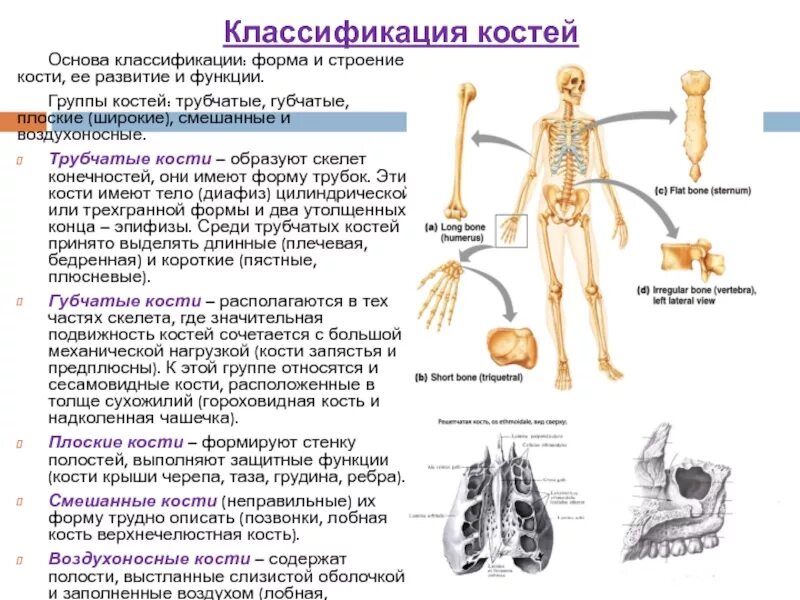 Скелет человека трубчатые кости. Классификация костей трубчатые губчатые. Классификация костей по строению и функции. Классификация костей трубчатые губчатые плоские и смешанные кости. Классификация костей: трубчатые, губчатые, плоские, смешанные..