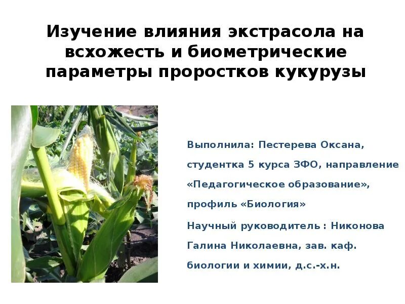 Влияние какого условия развития проростков. Биометрические исследования кукурузы. Кукуруза презентация. Низкие температуры на кукурузе. Почему низкие температуры препятствуют развитию проростков кукурузы.