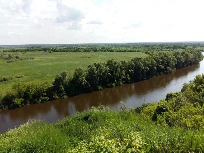 Строение коренного зуба. Зубной протер не сьемный. Десна (черниговская область). Река десна брянск. Строение зубов человека корни каналы.