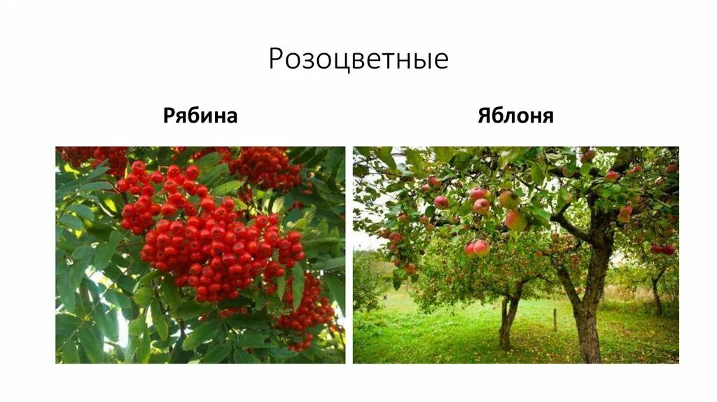 Яблоня жизненная форма. Яблоня розоцветная. сходства и различия яблони и рябины. двудольные разноцветные рябина. двудольные розоцветные рябина.