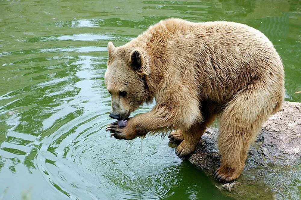 Переднеазиатский леопард на кавказе. Переднеазиатский леопард в заповеднике. Переднеазиатский леопард. Какие животные обитают в сочи. Сочинский национальный парк леопарды.