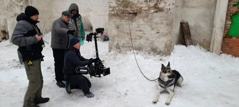 Новые передач собака фан 2024