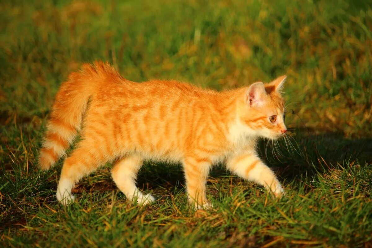 Макрелевый табби рыжий. Тигровый макрелевый табби рыжий. Бенгальская короткошерстная кошка рыжая. Рыжий табби кот.