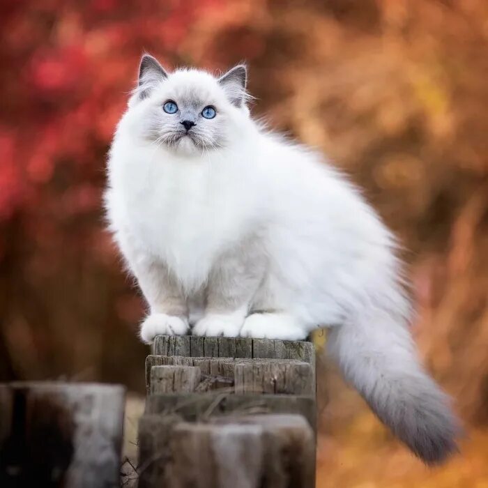Кошечка красавица москвы. Красивые коты. Кошка красавица. Пушистая красавица кошка. Самый красивый кот.