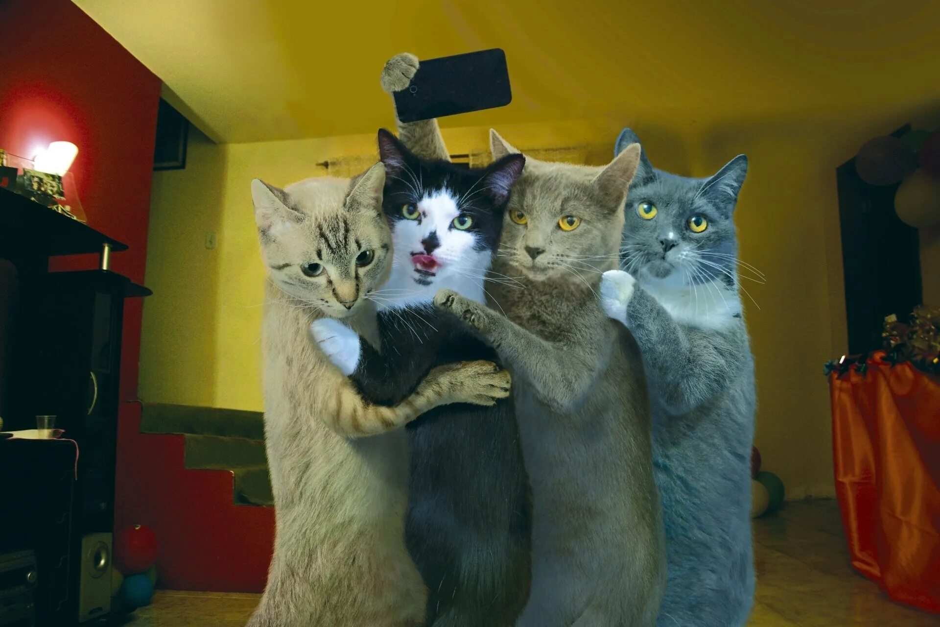 Классные коты. Смешной кот. Прикольные про котиков. Смешной кот. Прикольные кошки.
