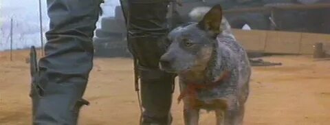 Mad max собака