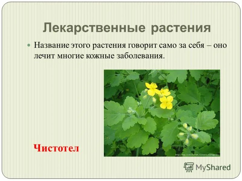 Лекарственные растения россии. Растения растущие на болоте. Какое растение называется. Лекарственные растения и их названия. Медуница неясная листья.
