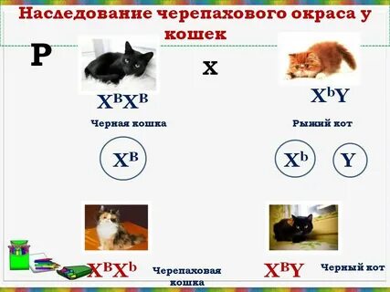 Скрещивание черного кота и черепаховой кошки