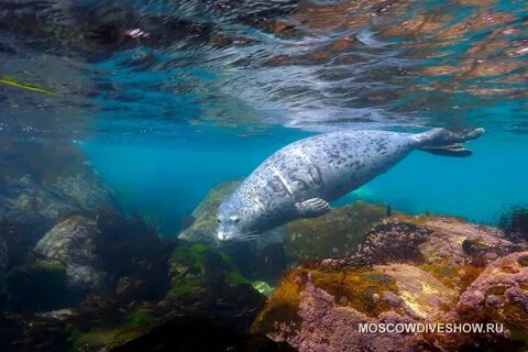 Рыбы берингова моря