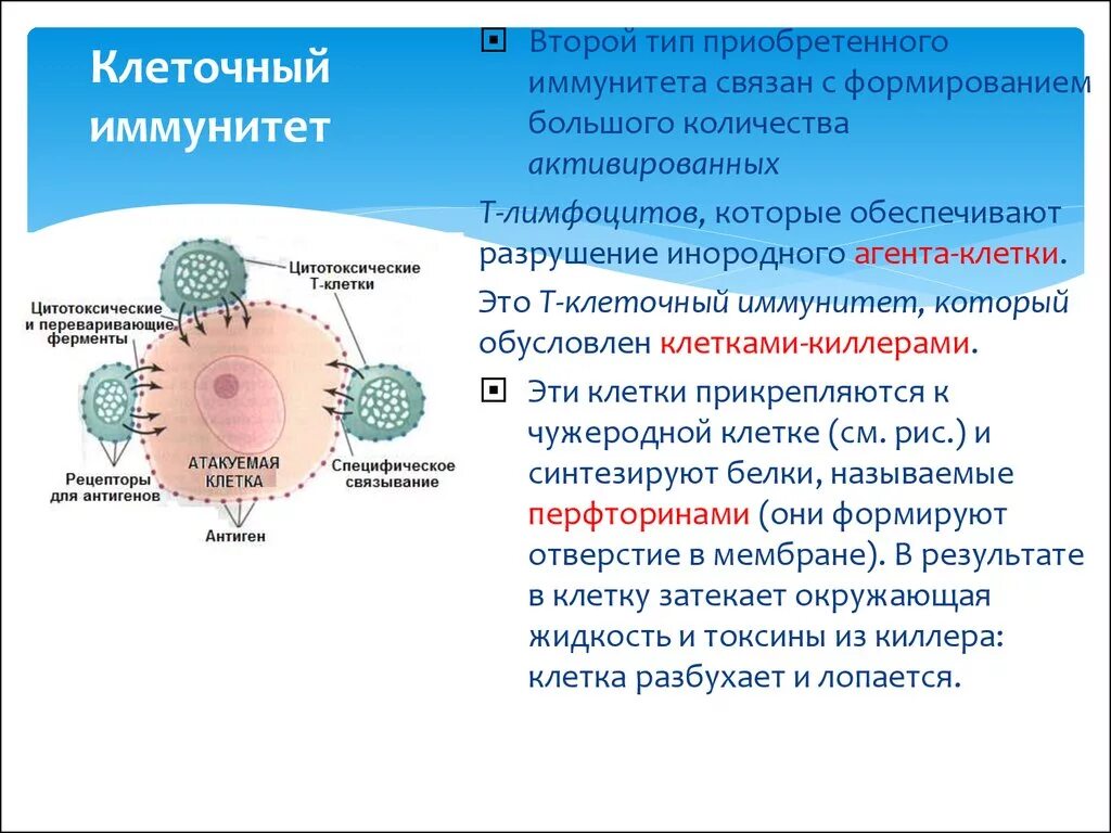 Иммунитет обеспечивается клетками. Клеточный и гуморальный иммунитет вирусы. Т лимфоциты обеспечивают гуморальный иммунитет. Клеточный иммунитет обусловлен.