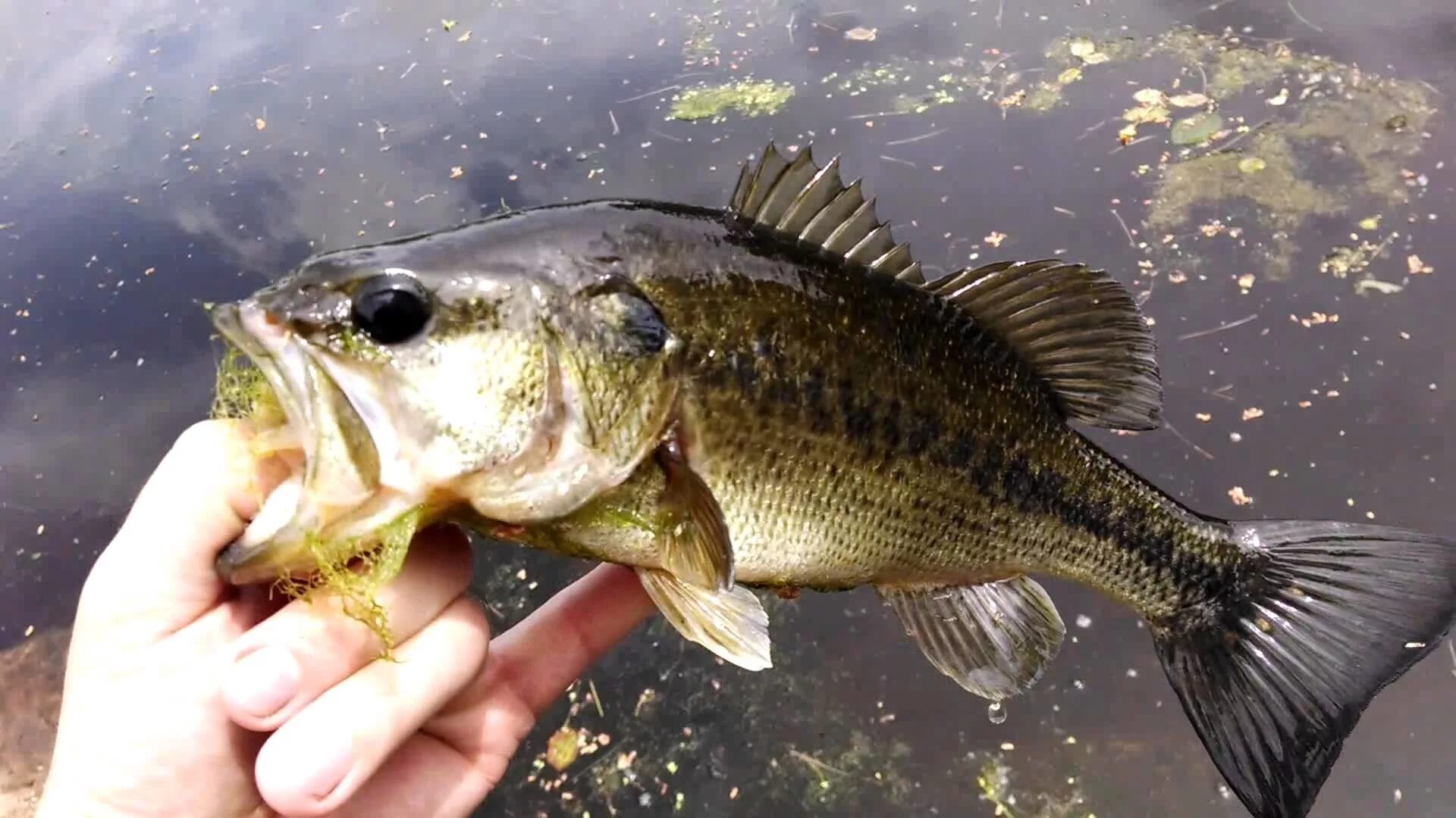 Largemouth Bass рыба. Американский окунь. Черный окунь рыба. Bass Fishing.